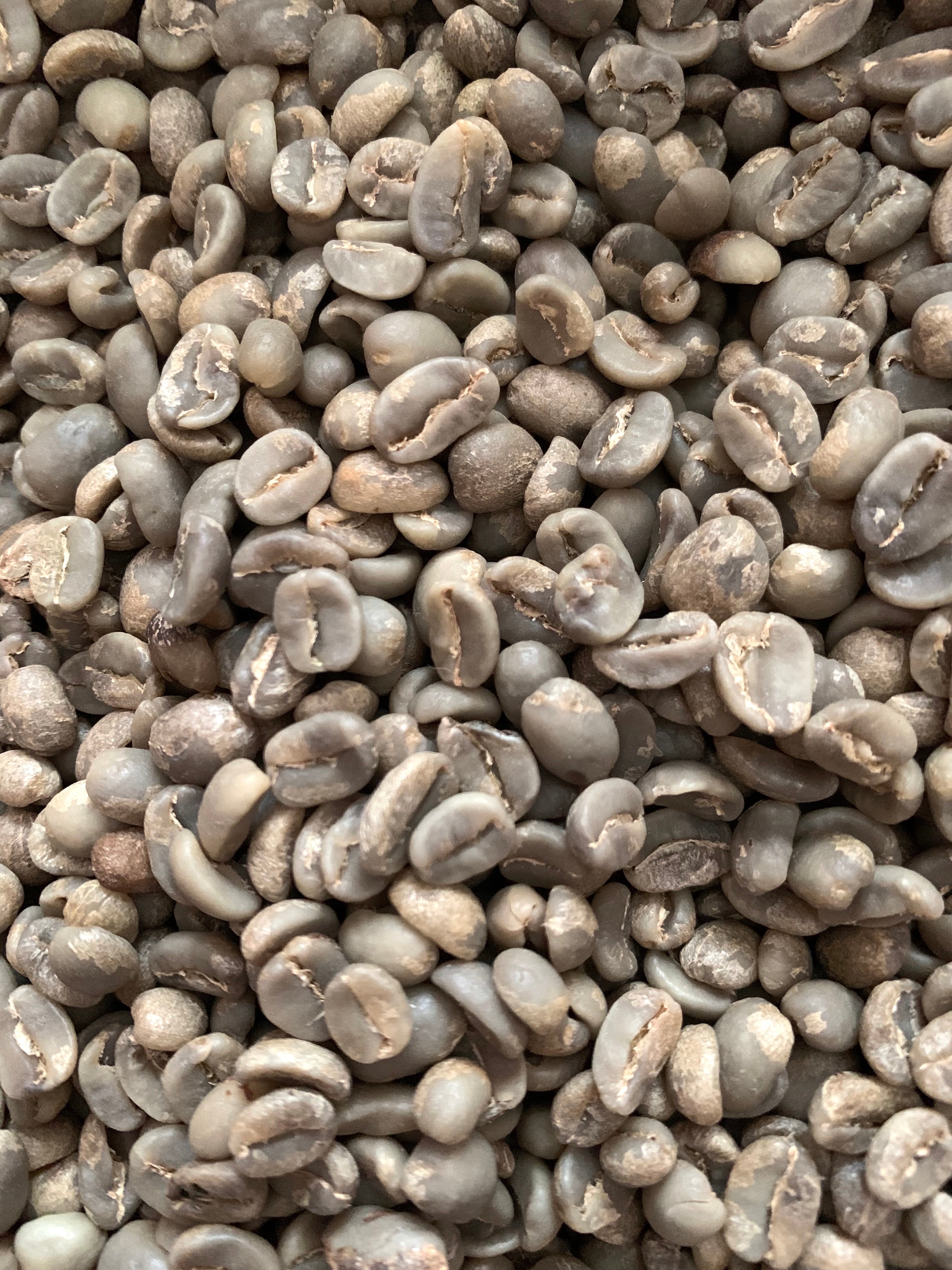 MARSELLESA Premium Specialty Grade -2026 CROPS-